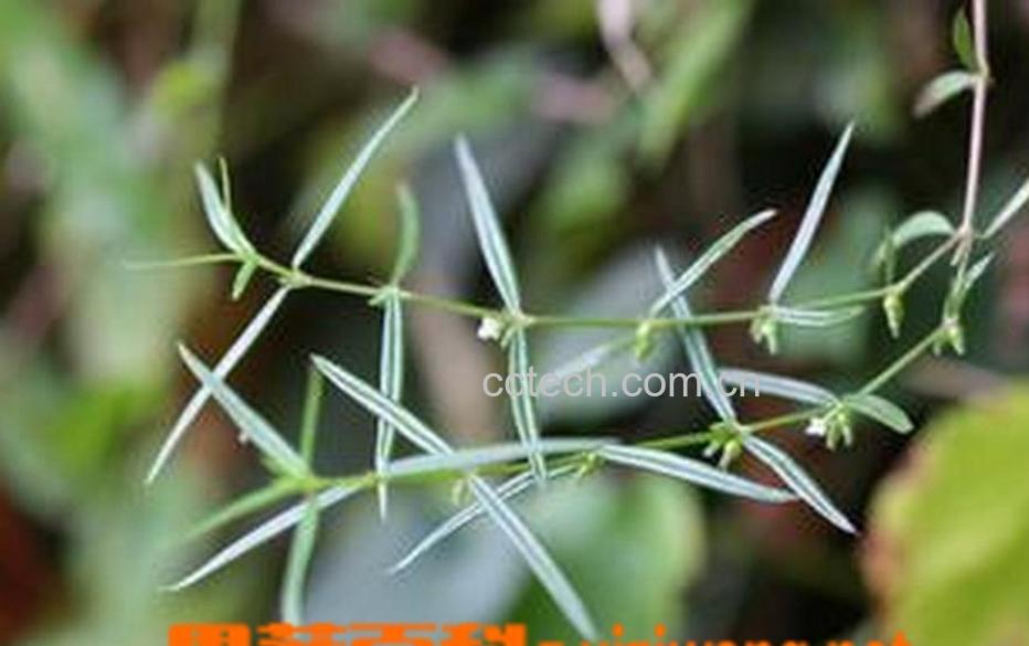 果蔬百科白花蛇舌草 白花蛇舌草的功效与作用-0