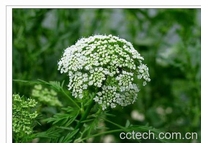 果蔬百科蛇床子图片 蛇床子的功效与作用-0