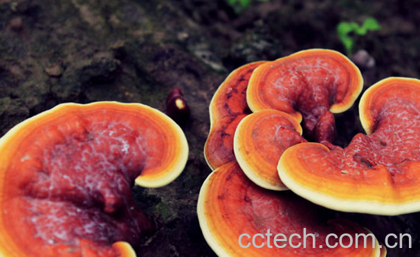 果蔬百科灵芝的药用价值与功效-0