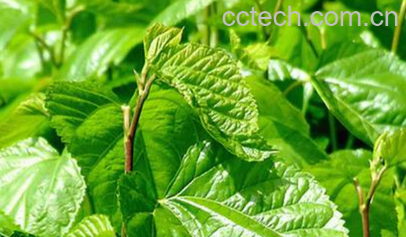 果蔬百科桑叶的药用价值与功效-0
