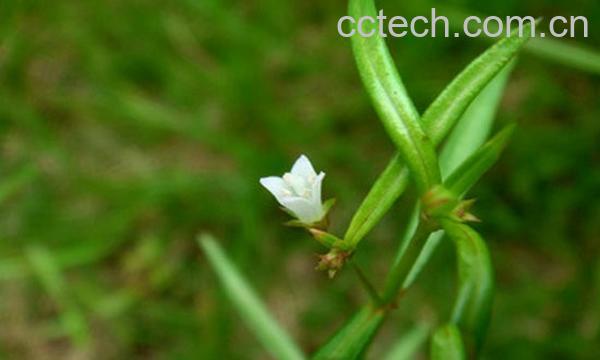 果蔬百科千打锤图片 中药千打锤的功效与作用-0