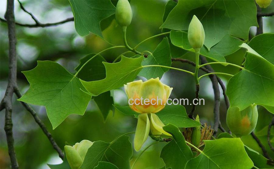 果蔬百科鹅掌楸图片 鹅掌楸的功效与作用-0