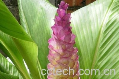 果蔬百科郁金的功效与作用-0