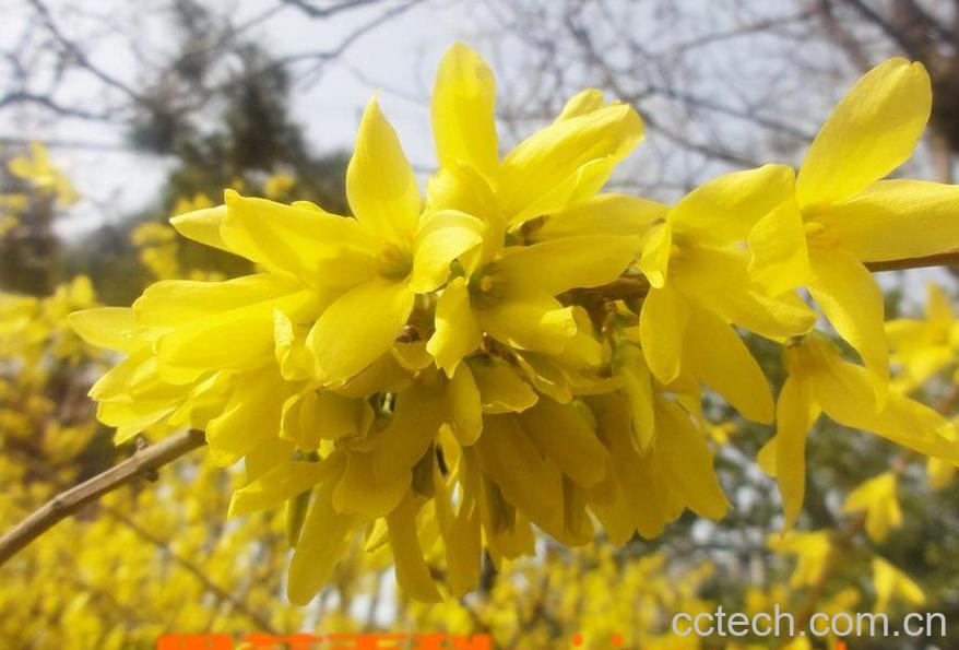 果蔬百科连翘图片 连翘的功效与作用-0