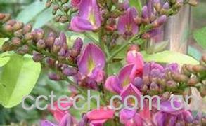 果蔬百科鸡血藤图片 鸡血藤的功效与作用-0