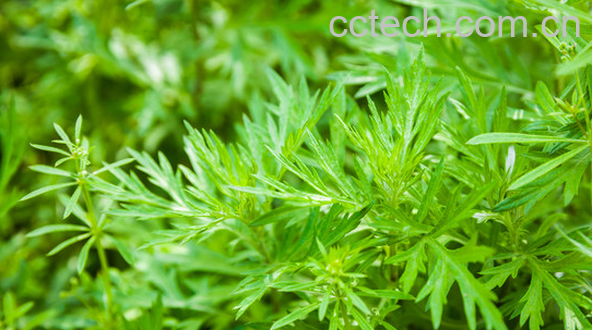 果蔬百科青蒿的功效与作用-0