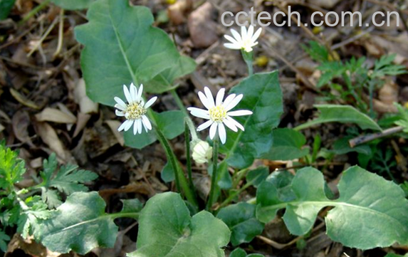 果蔬百科大丁草的功效与作用-0