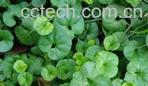 果蔬百科落地金钱图片 落地金钱的功效与作用-0