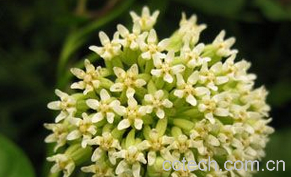 果蔬百科大白药的功效与作用-0