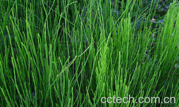 果蔬百科问荆的功效与作用-0