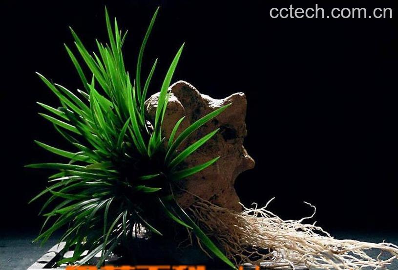 果蔬百科菖蒲图片 菖蒲的功效与作用-0