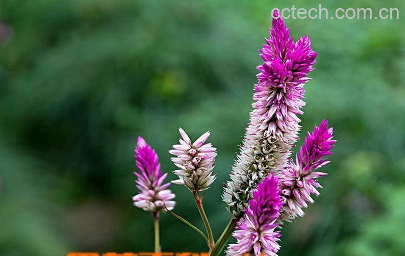 果蔬百科青葙子图片 青葙子的功效与作用-0