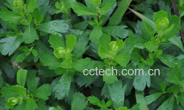 果蔬百科牡蒿的功效与作用-0