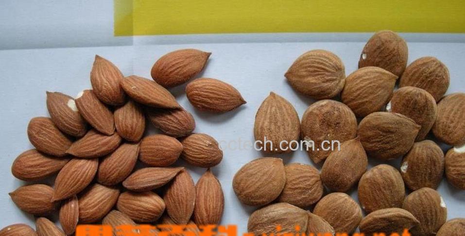 果蔬百科桃仁的功效与作用介绍 桃仁怎么吃-0