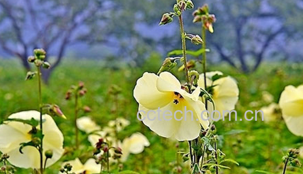 果蔬百科金花葵的功效与作用-0