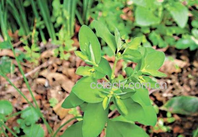 果蔬百科大戟图片 大戟的功效与作用-0