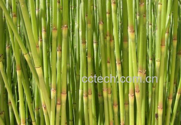 果蔬百科木贼图片 木贼的功效与作用-0