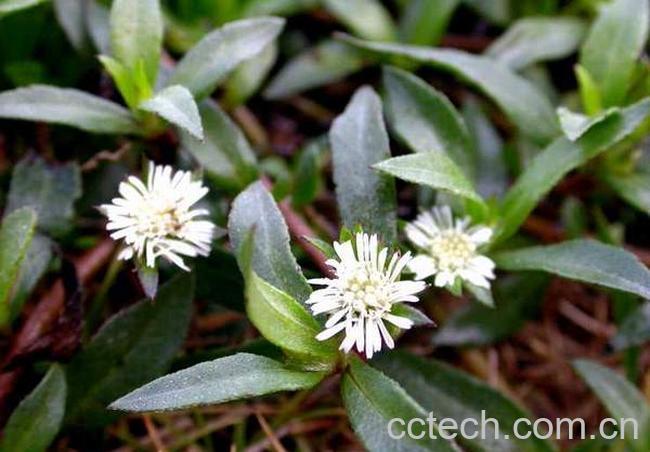 果蔬百科旱莲草图片 旱莲草的功效与作用-0