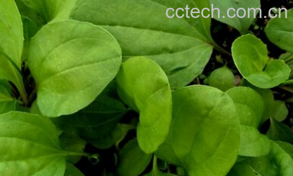 果蔬百科车前草的药用功效-0