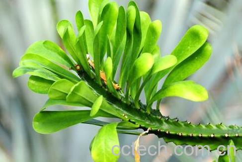 果蔬百科麒麟掌图片 麒麟掌的功效与作用-0