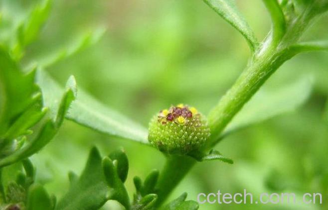 果蔬百科鹅不食草的功效与作用-0