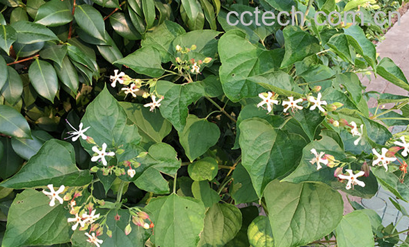 果蔬百科常山的功效与作用-0