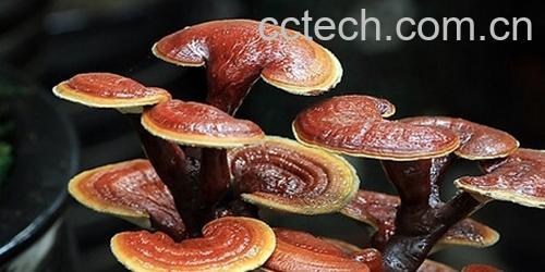 果蔬百科灵芝不能和什么同吃 灵芝食用禁忌-0