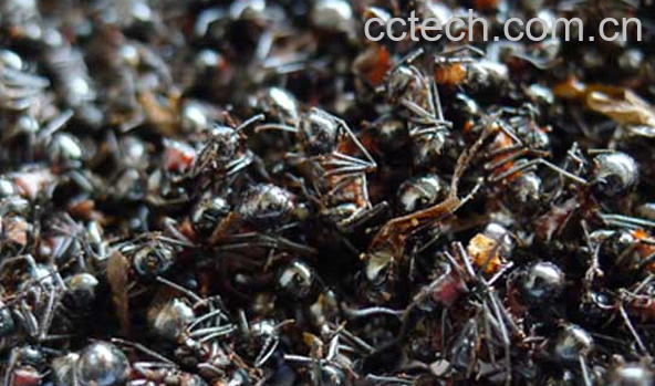 果蔬百科黑蚂蚁的营养价值与功效-0