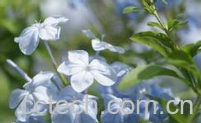 果蔬百科延胡索图片 延胡索的功效与作用-0