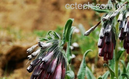 果蔬百科中药紫草性味归经 中药紫草功效作用及应用-0