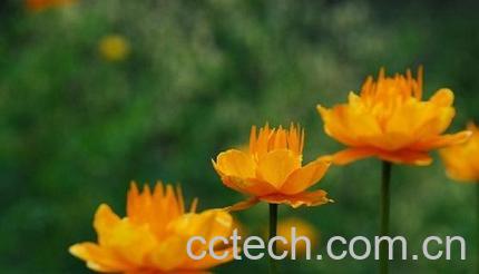 果蔬百科金莲花的功效与作用-0