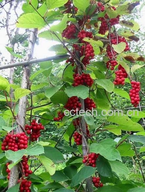 果蔬百科五味子的作用与功效 五味子食用方法-0