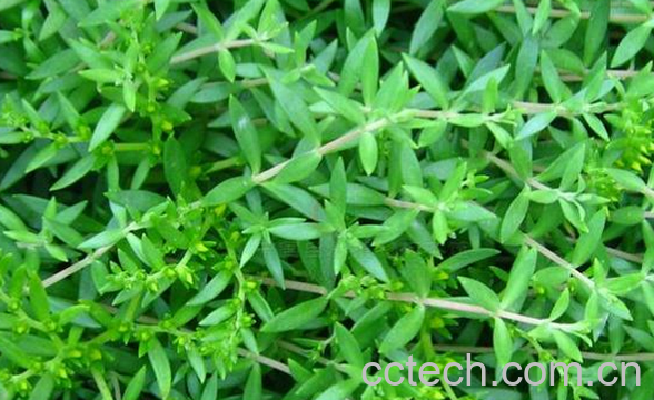 果蔬百科垂盆草能治什么病-0