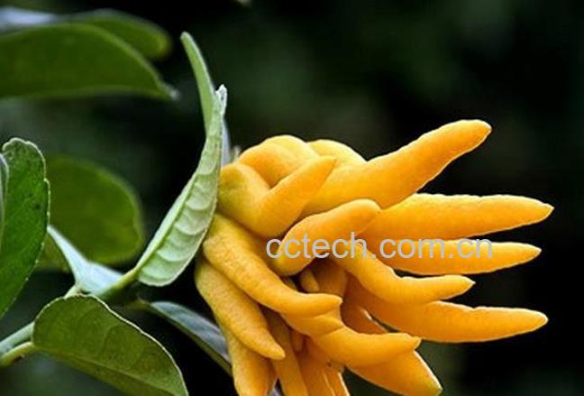 果蔬百科五指柑的功效与作用-0