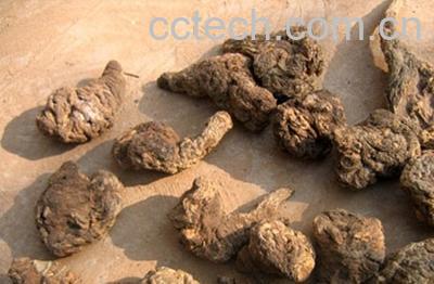 果蔬百科生地黄的功效与作用-0