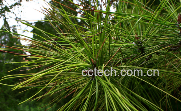 果蔬百科松针是什么-0