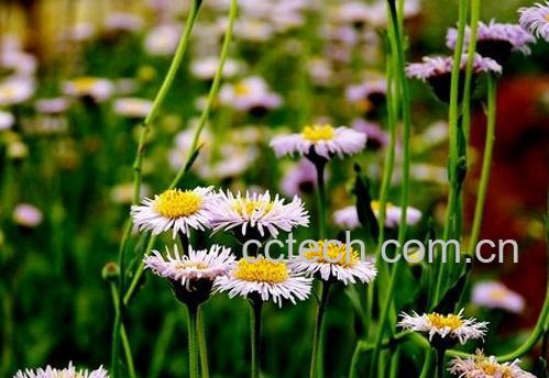 果蔬百科灯盏细辛的功效与作用-0