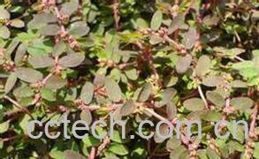 果蔬百科地锦草的功效与作用-0