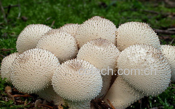 果蔬百科马勃的功效与作用-0