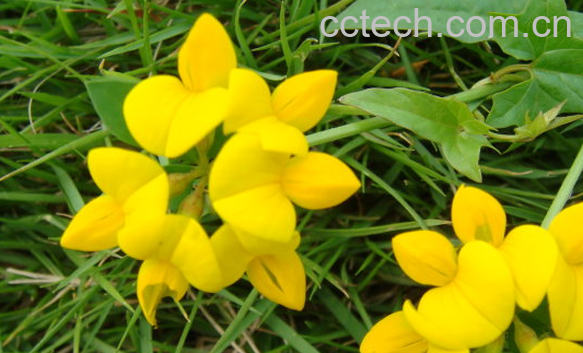 果蔬百科地羊鹊的功效与作用-0