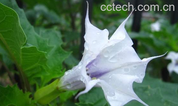 果蔬百科中药洋金花的功效与作用-0