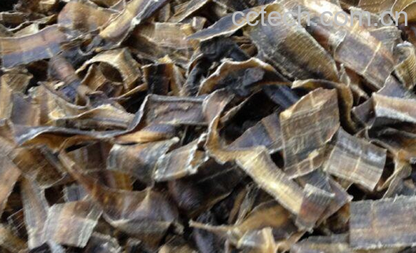 果蔬百科中药地龙的功效与作用-0