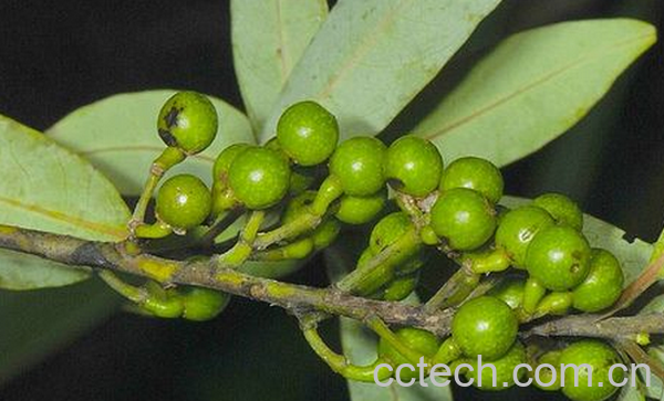 果蔬百科毕澄茄的功效与作用-0