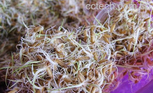 果蔬百科谷芽的药用功效与用法-0