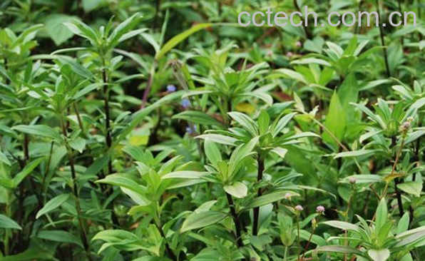 果蔬百科龙胆草泡水喝的功效与作用-0