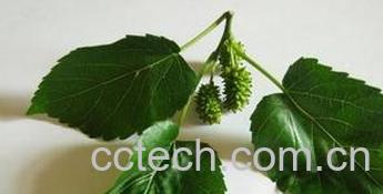 果蔬百科桑叶的食用方法和功效作用-0