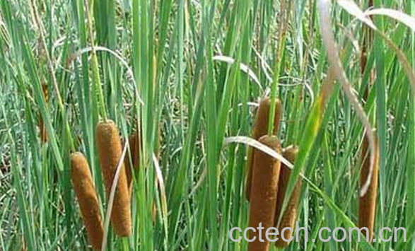 果蔬百科蒲黄泡水喝的功效与作用-0