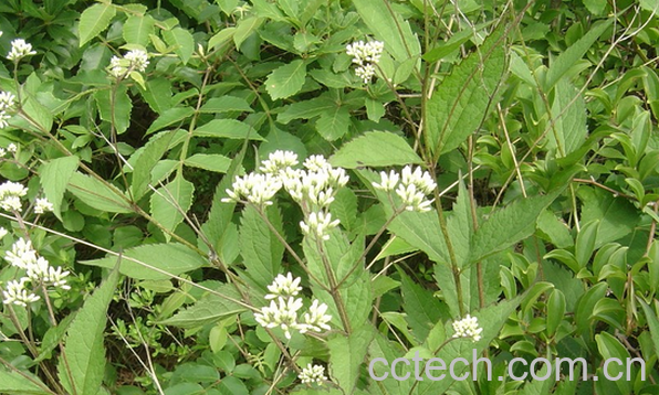 果蔬百科泽兰的功效与作用-0