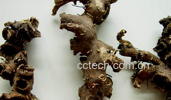 果蔬百科升麻的功效与作用-0