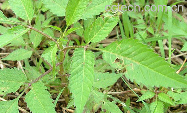 果蔬百科粘人草的功效与作用-0